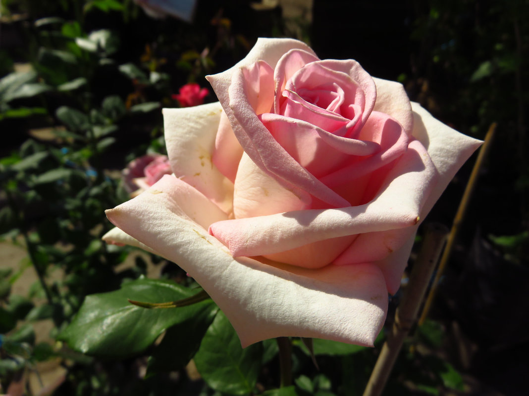 Роза - дар прекрасный рая, людям посланный на благо. - Андрей Лукьянов