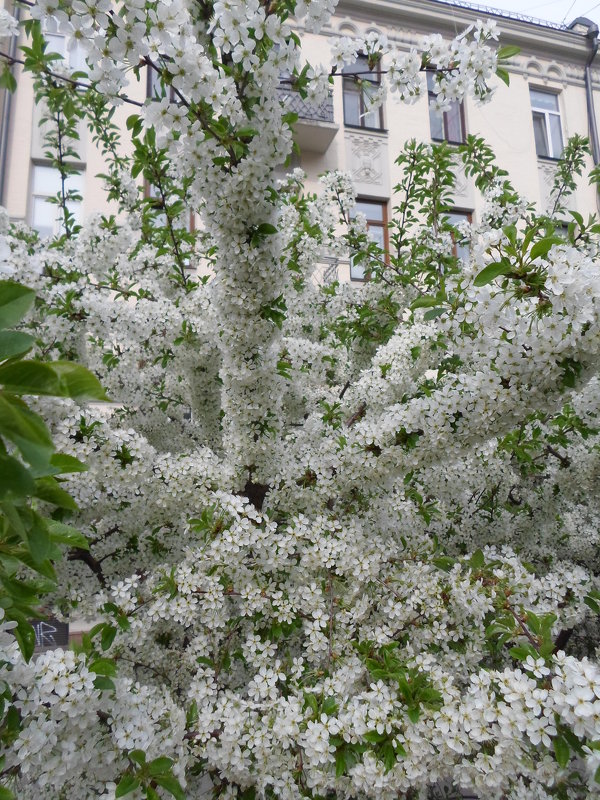 цветение - Lyudmila 