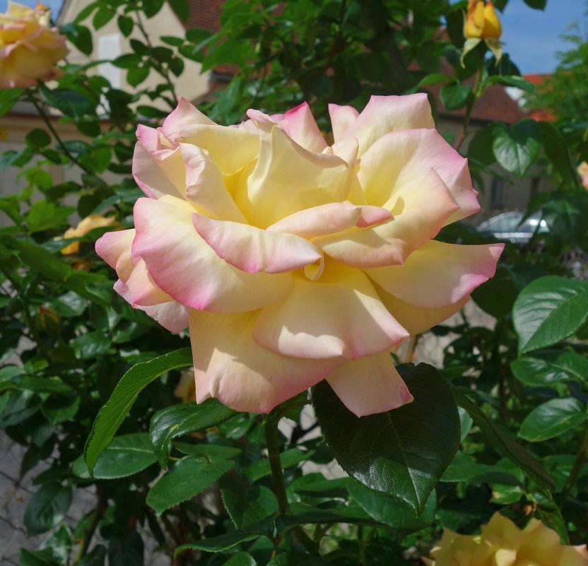 "Роза – символ совершенства, Мудрости и чистоты...." - Galina Dzubina