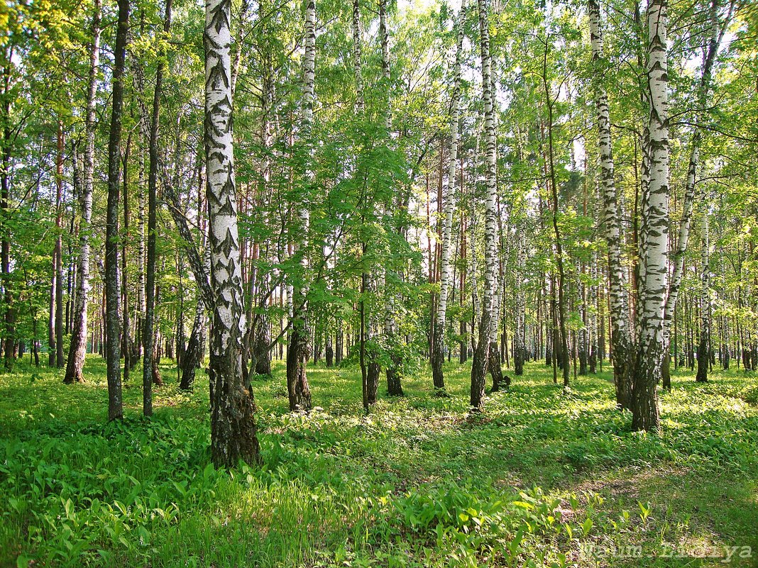 Прогуляемся по березовому лесу - Лидия (naum.lidiya)
