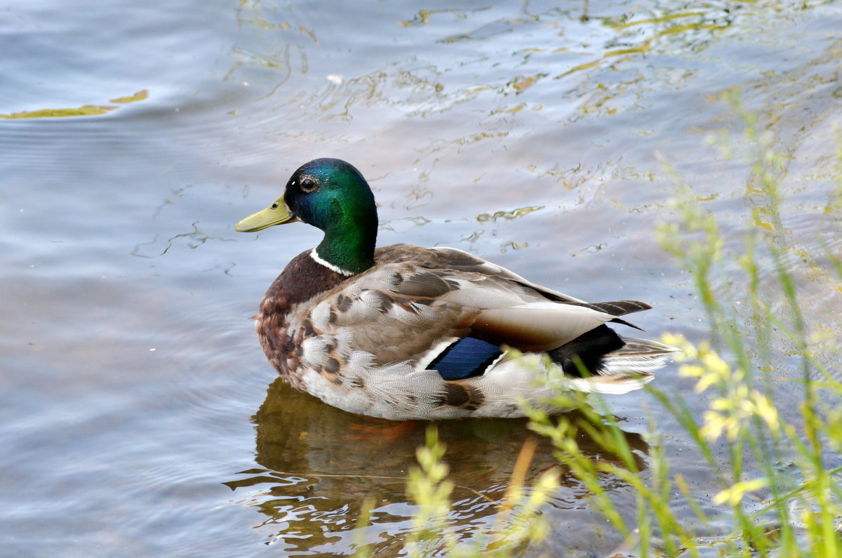 Duck - Олег Шендерюк