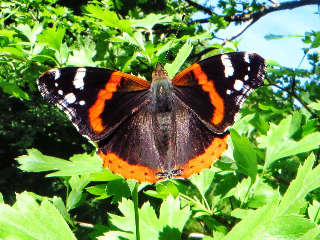 *Адмирал (лат. Vanessa atalanta) — дневная бабочка из семейства нимфалид - vodonos241 