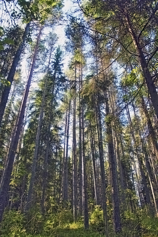 Лесные пейзажи - Nikolay Monahov