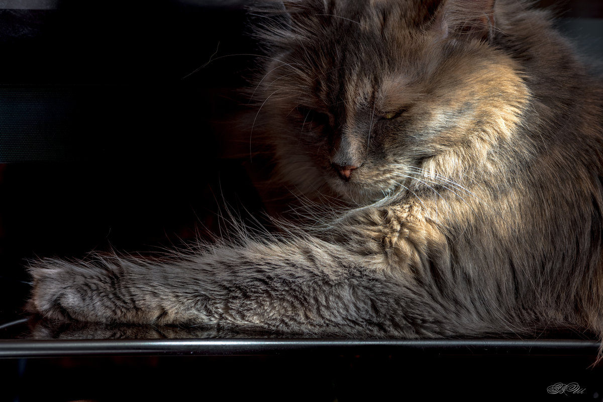 Кошка, лежащая на стеклянной полке, и солнечный луч - Владимир Шамота