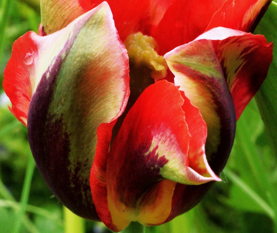 Краски тюльпана - Генрих 