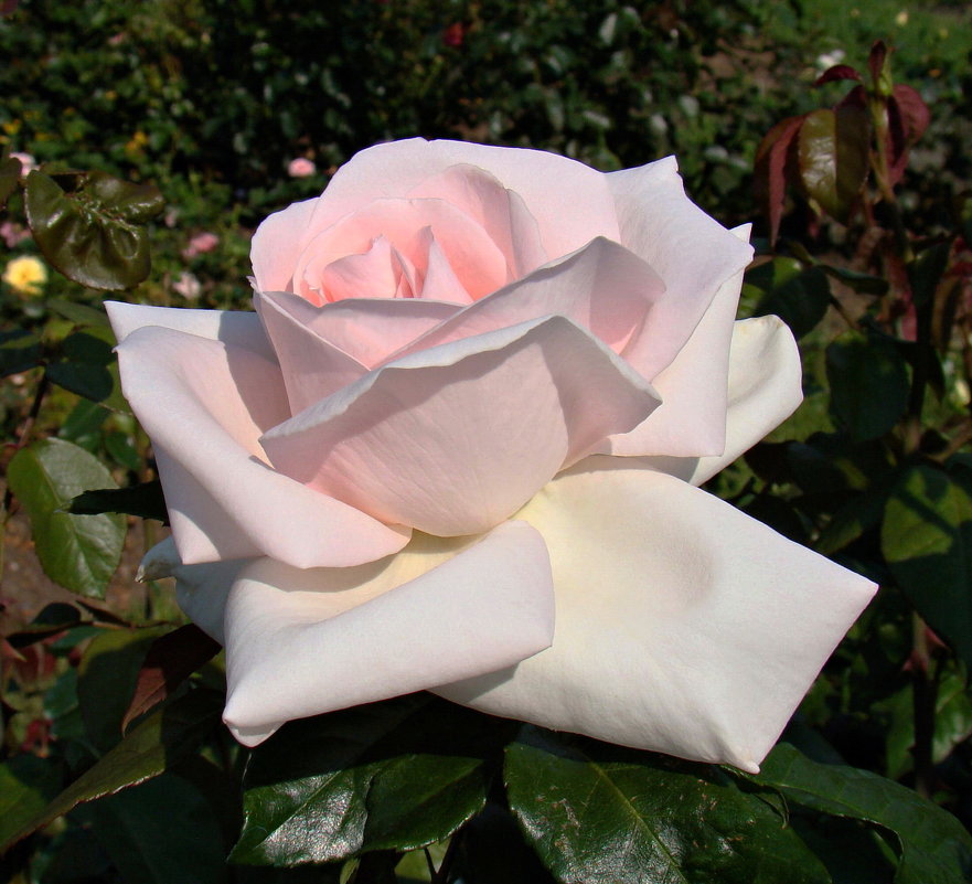 Очарование цветущей розы - Татьяна Георгиевна 