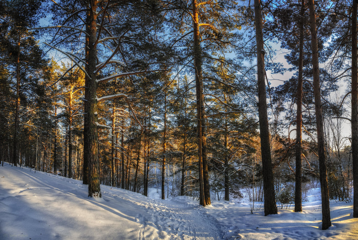 Прогулка по зимнему лесу. - Vadim Piottukh 