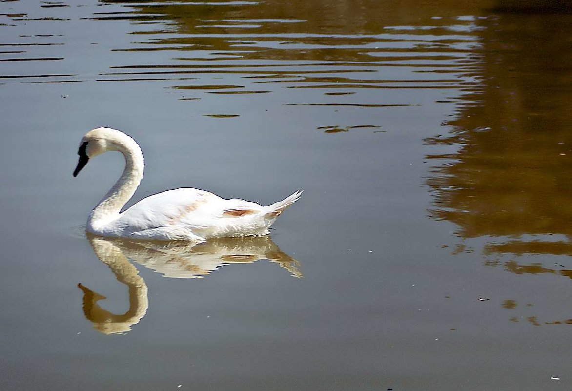 белый лебедь на пруду - Александр Корчемный