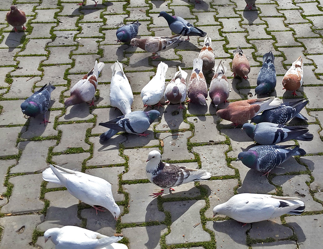 Стадо голубей обедает - Светлана 