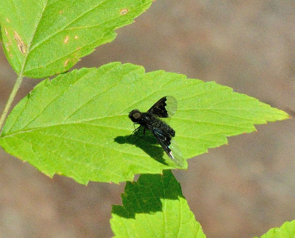 black moth - Бармалей ин юэй 