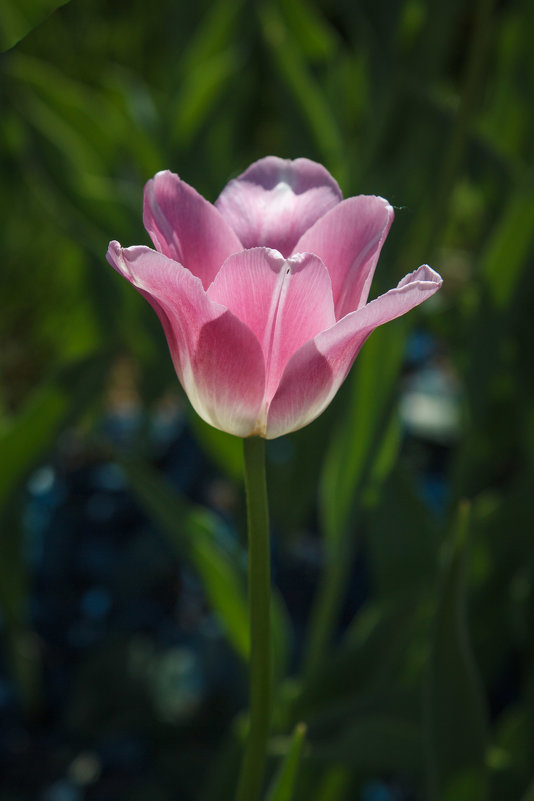 « Горит тюльпан - степной цветок,  Среди холодных скал….» - Андрей Нибылица