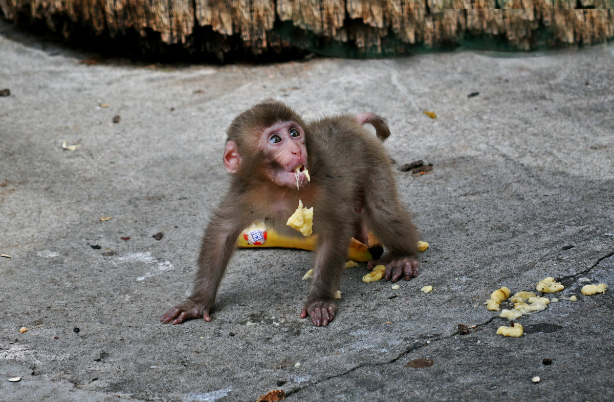 Все обезьяны любят бананы -:)) - Александр Запылёнов