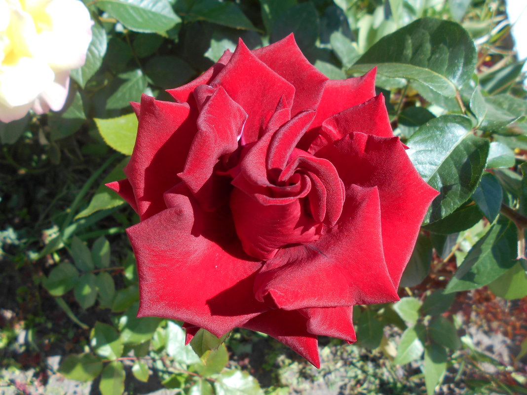Роза во дворе храма - Tarka 