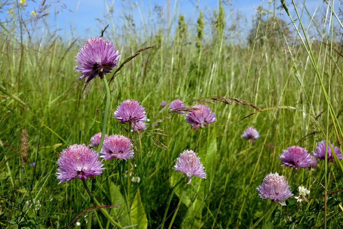 Скромная красота полевых цветов июня - Николай Белавин