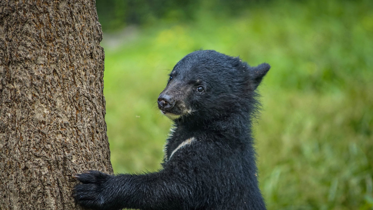 Шкотовский сафари парк, Гималайский медвежонок - Эдуард Куклин