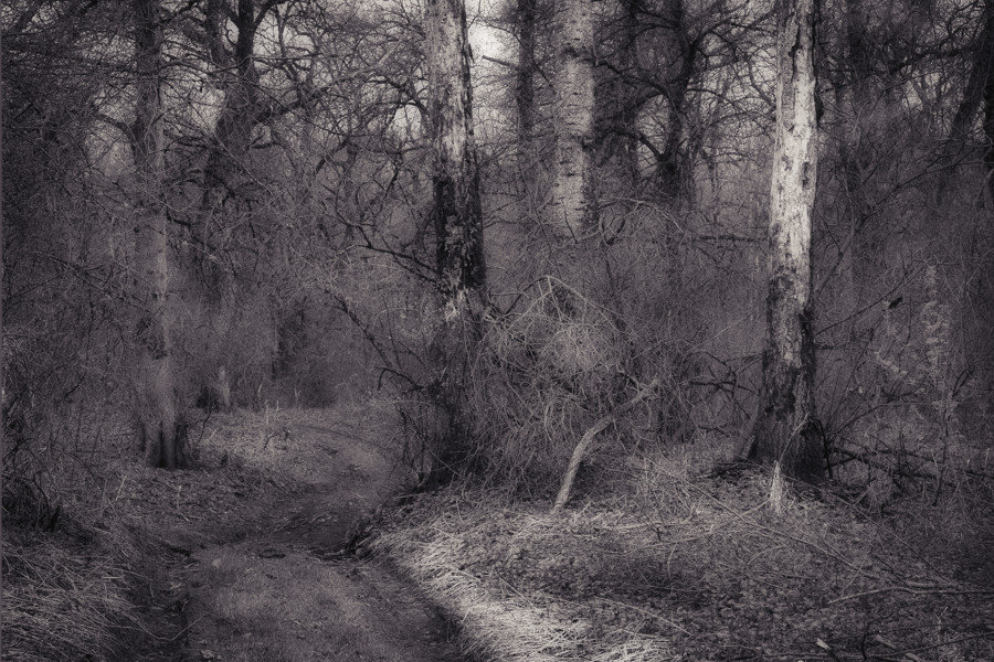 Ghost forest. - Андрий Майковский