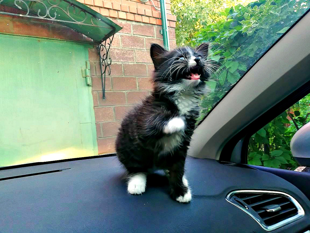 Котёнок Топи в автомобиле. - Михаил Столяров