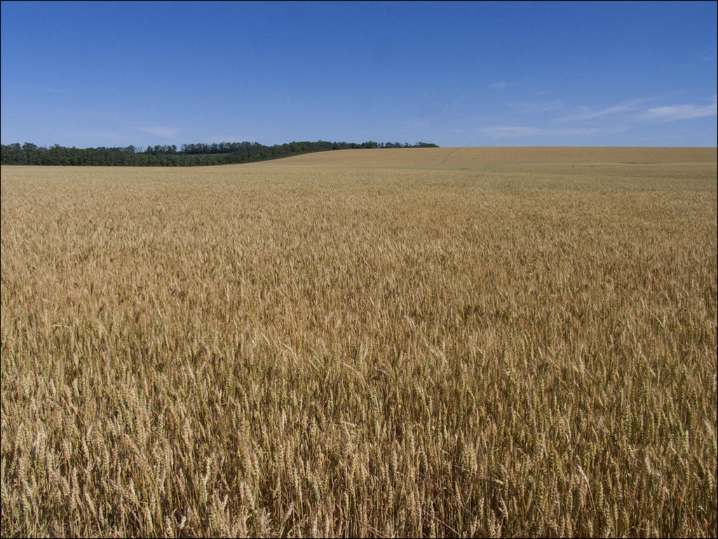 Пшеничное поле - Владимир Стаценко