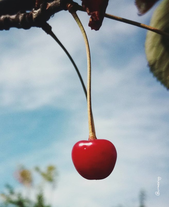 Дикая черешня... Wild cherry... - Сергей Леонтьев