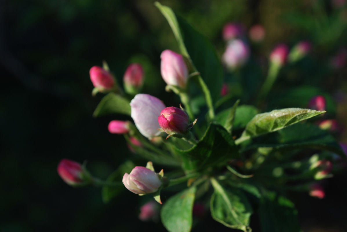 цветение яблоньки - Ирина Мозерова