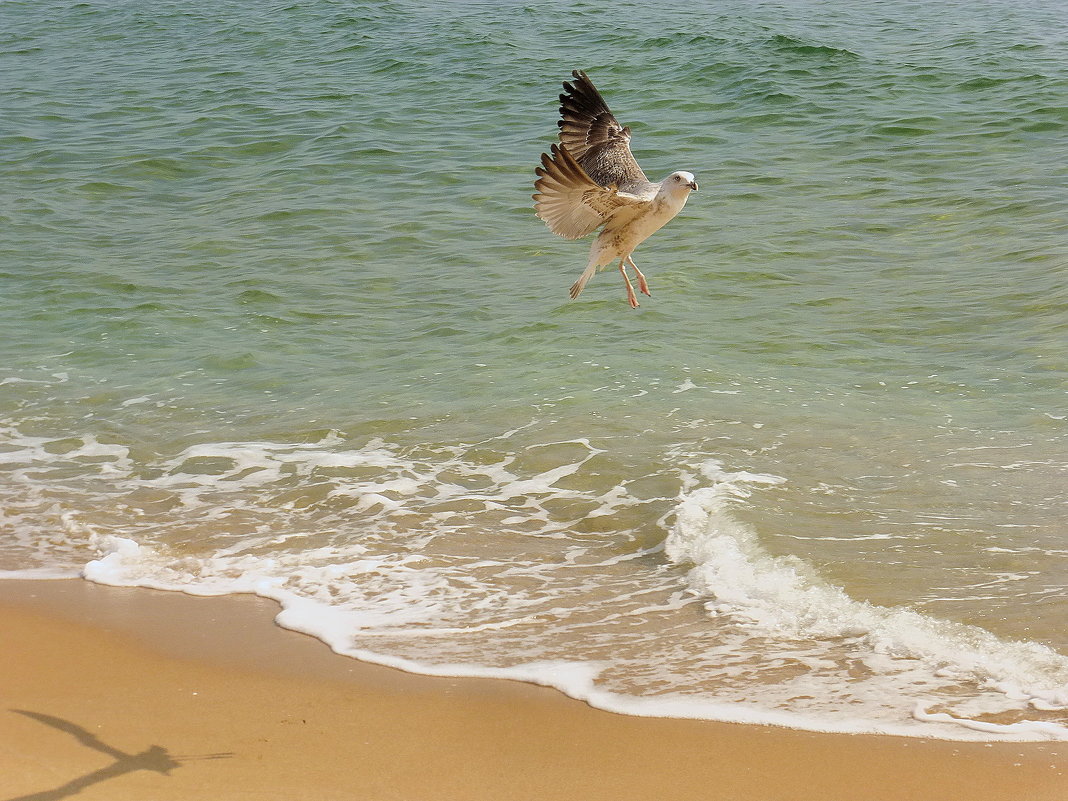 Прыжки в воду - wea *