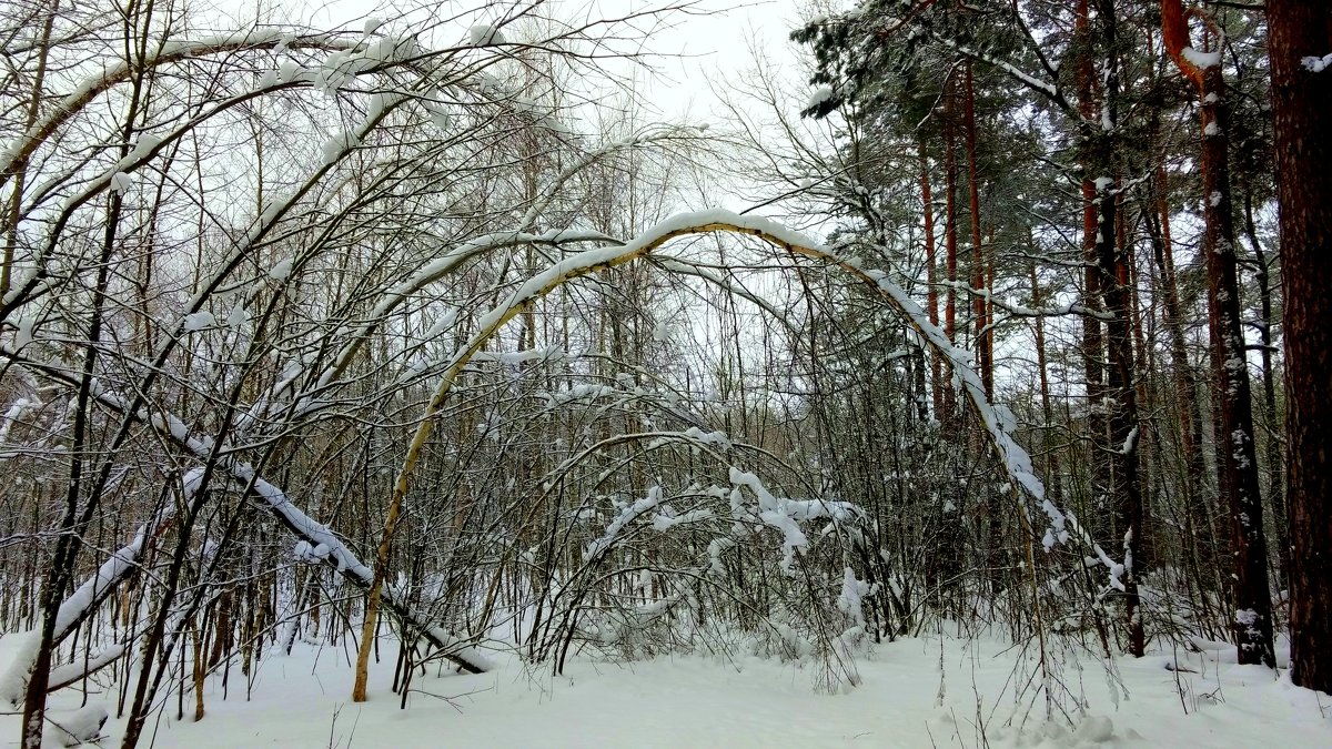 снежный лес - Александр Прокудин
