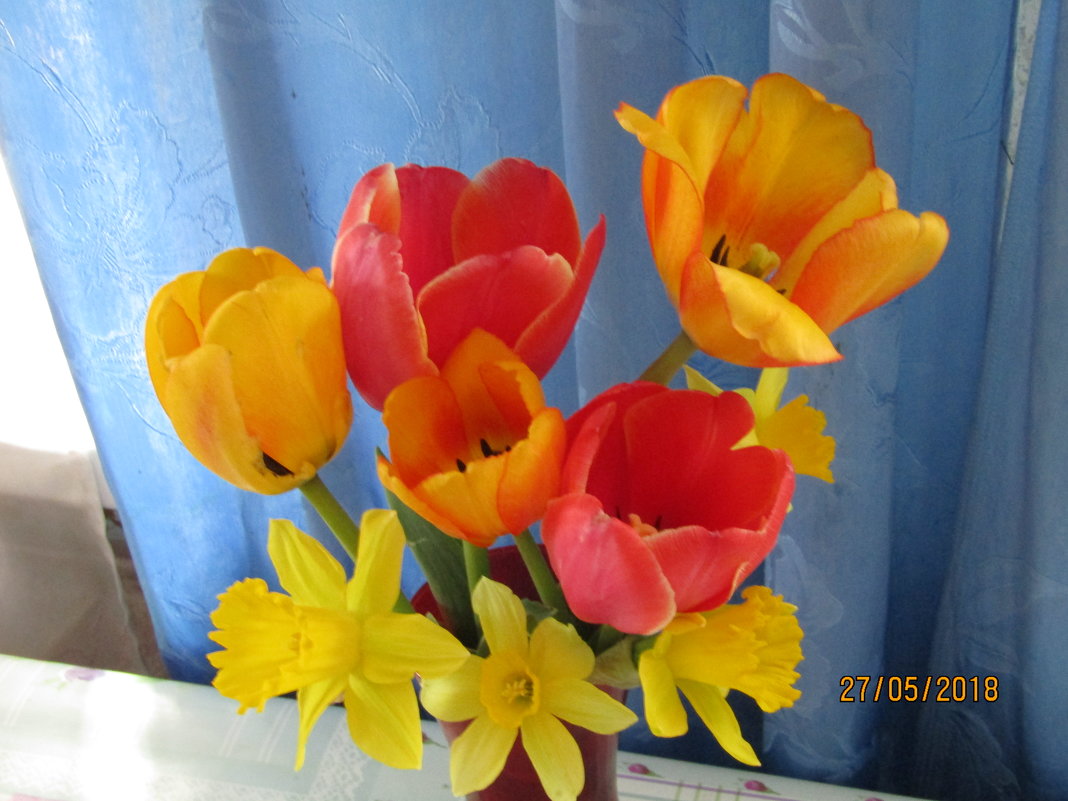 весенние тюльпаны - владимир 