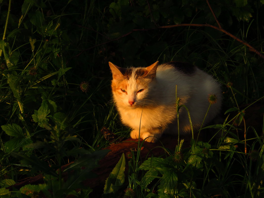 Кошка, освещенная вечерним солнцем - Андрей Лукьянов