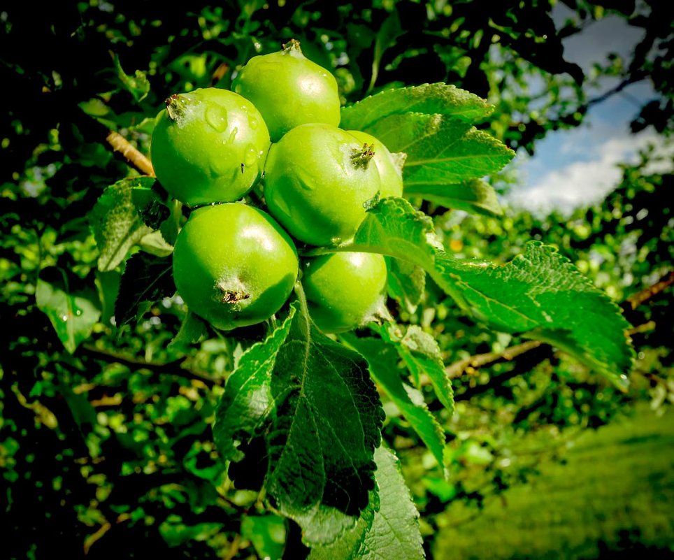 Яблоки зеленые - Oleg Sharafutdinov