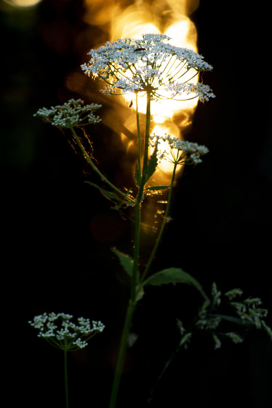 Позолоченный цветок - Алексей Медведев