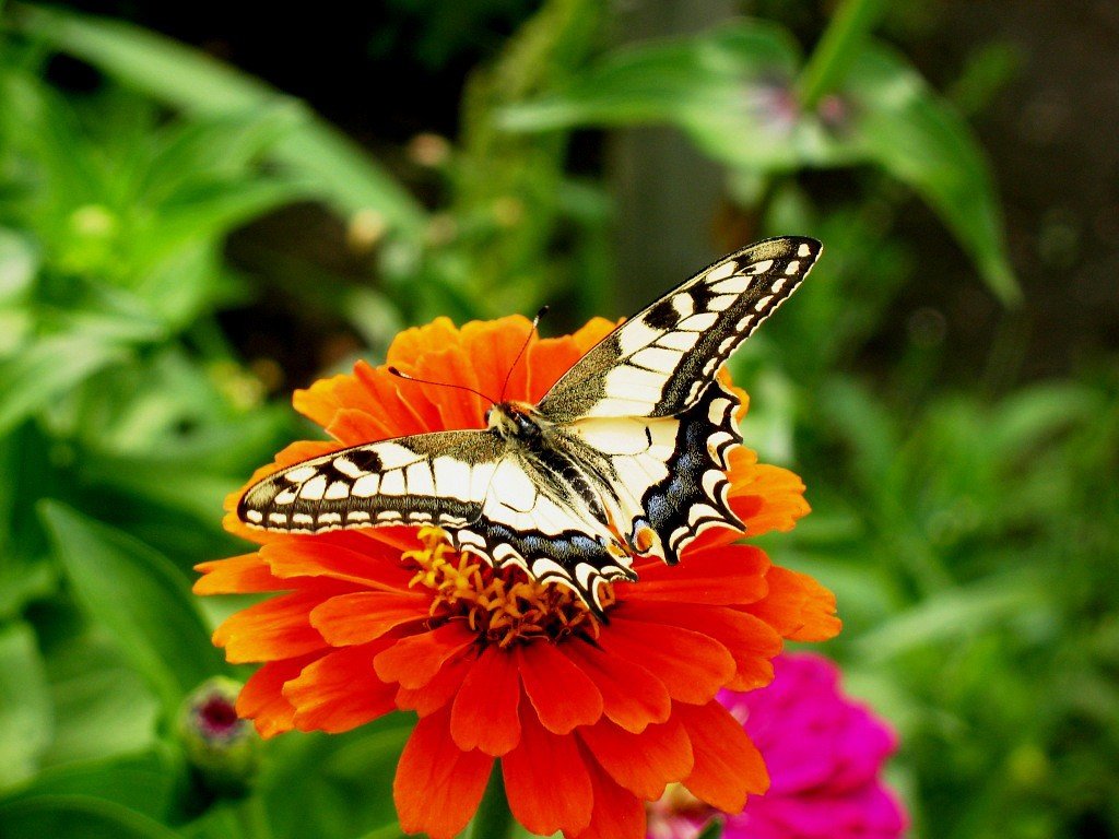 Бабочка и цветок - Владимир 