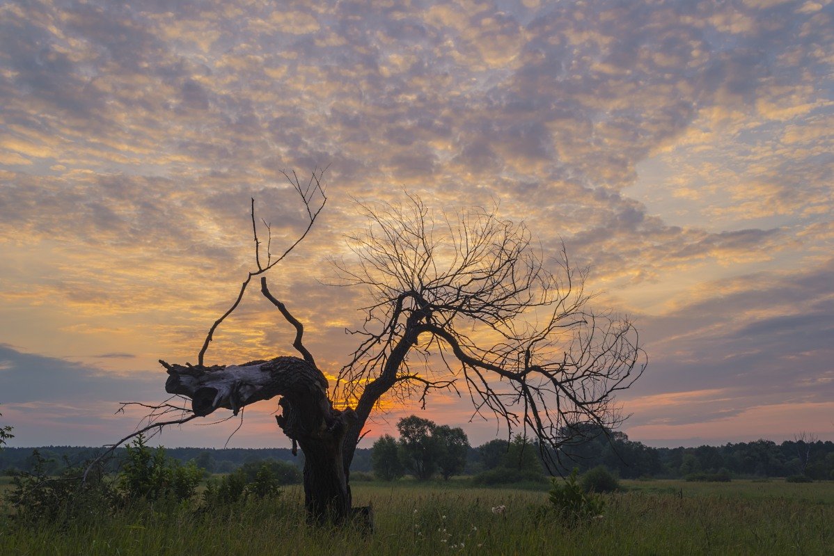 Одиноко стоящее дерево на рассвете - Сергей Корнев