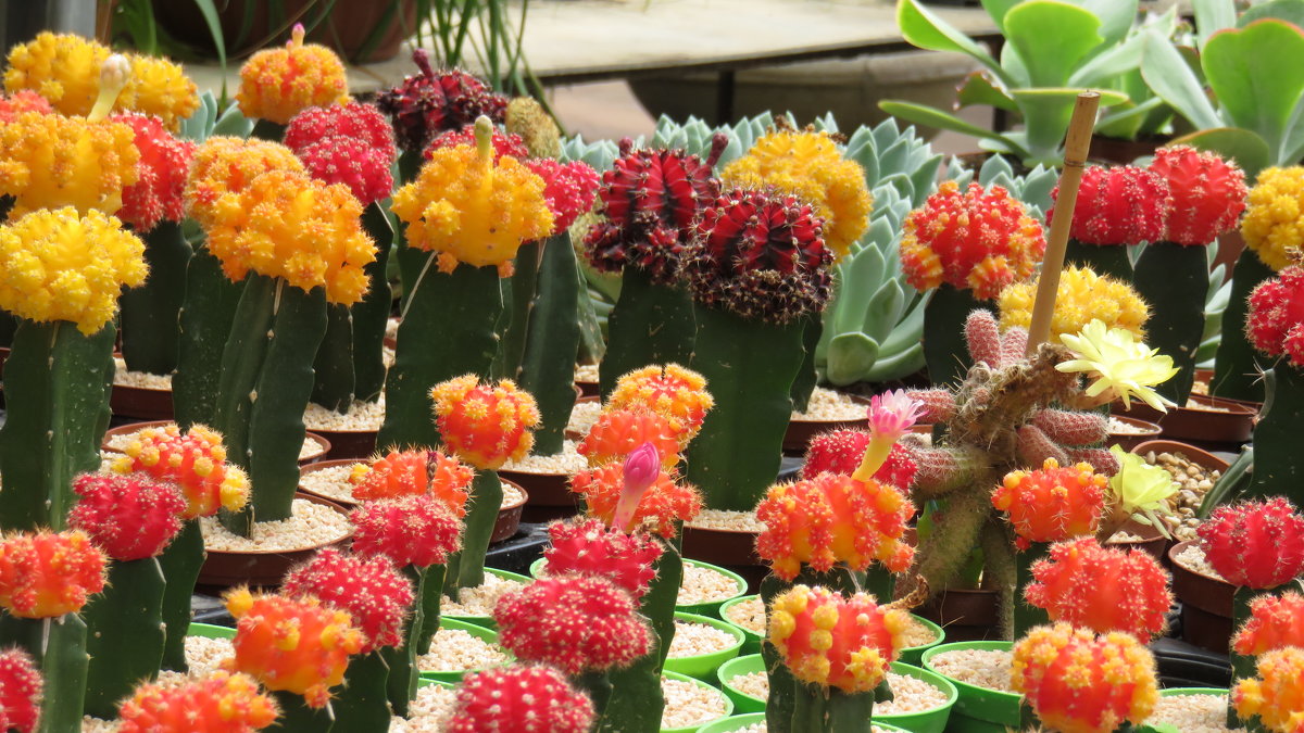 Разноцветье кактусов - Герович Лилия 