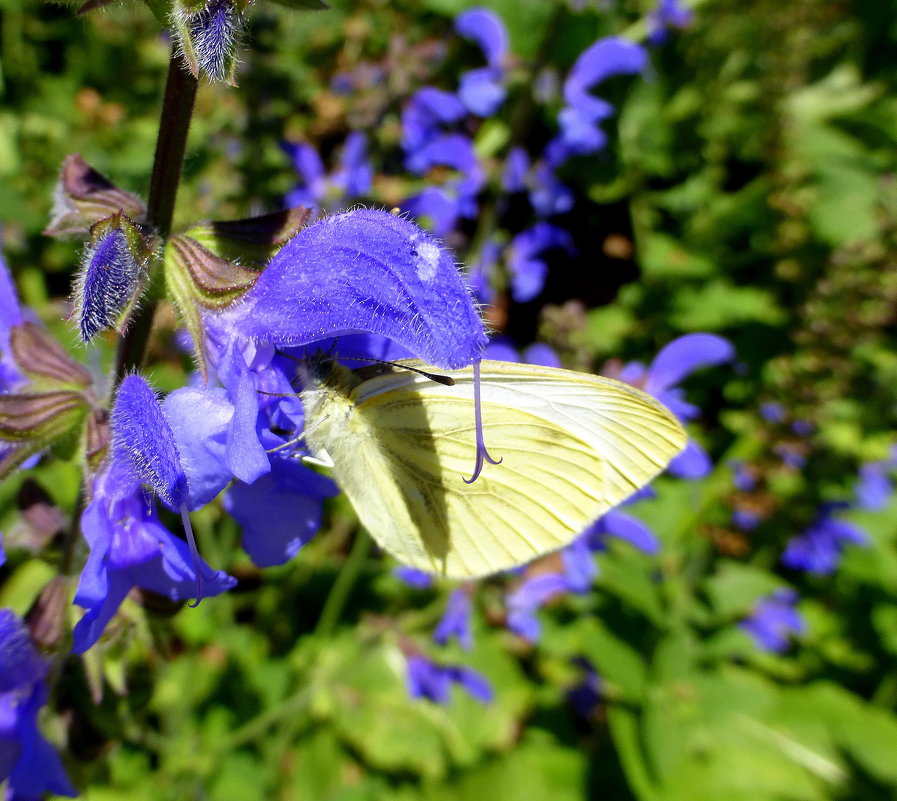 Белая бабочка на синем цветочке - Татьяна Лобанова