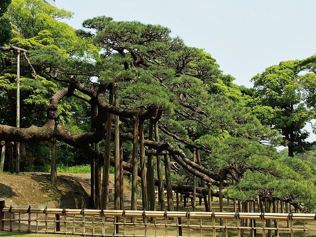 Токио Парк Хамарикю 300-летняя сосна - wea *