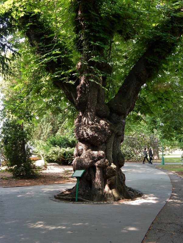 Старое дерево - Елена Гуляева (mashagulena)