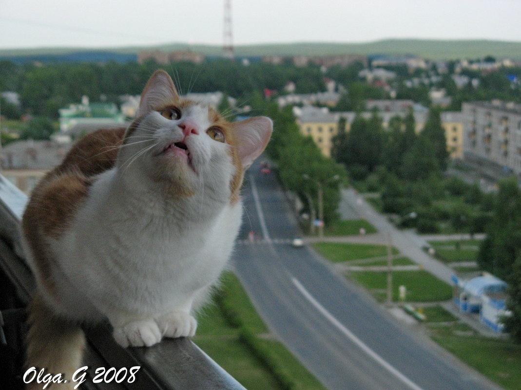 Кот над городом - OLLES 