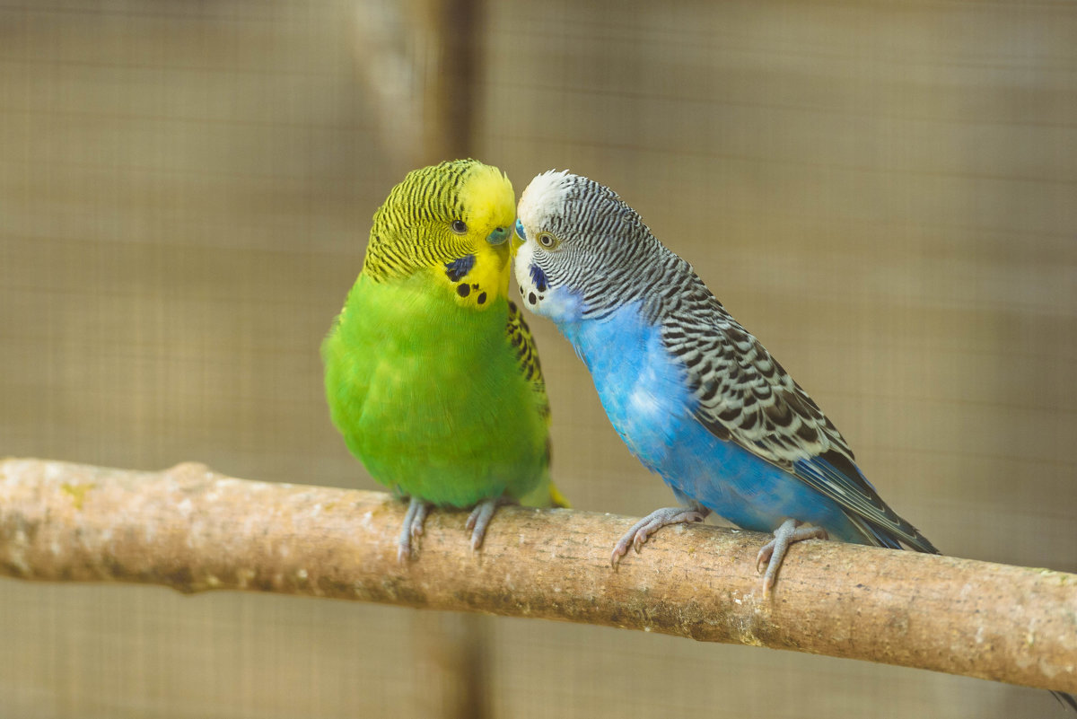 Волнистый попугайчик голубой с желтым