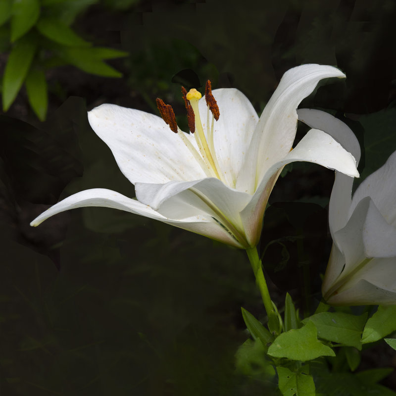 Белая лилия - Евгений 