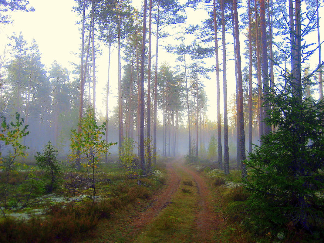 Дорога в лесу - Leonid Tabakov