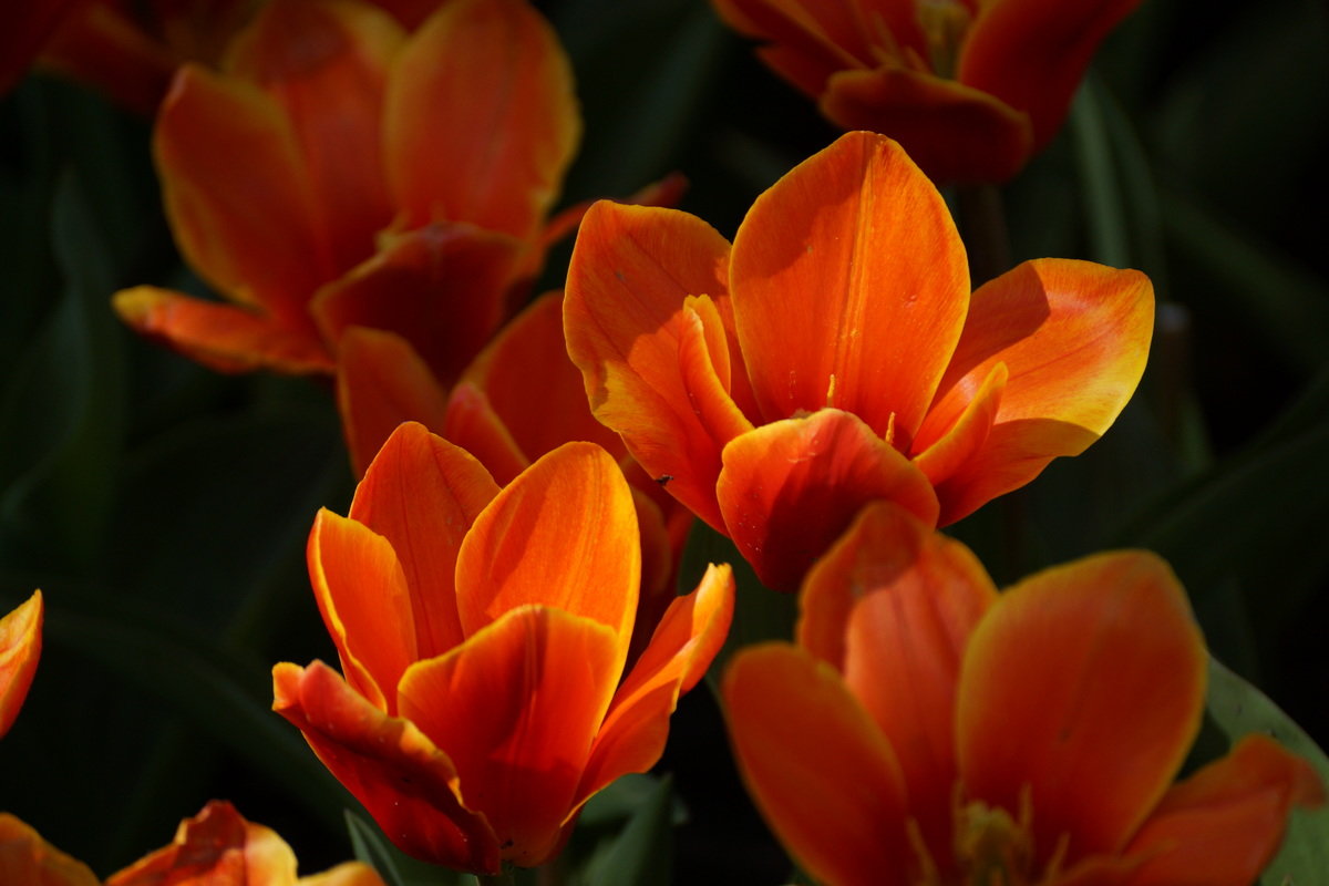 Keukenhof tulips 1 - Wirkki Millson
