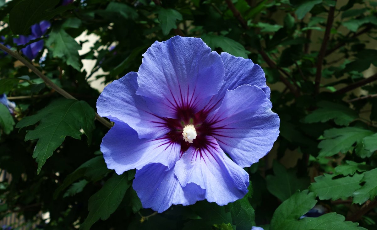 Удивительно красивый голубой цветок...гибискус! - Galina Dzubina