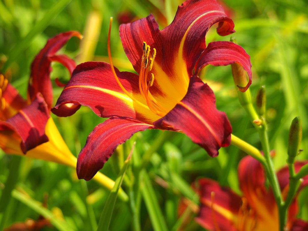 Лилейники цветут - wea *