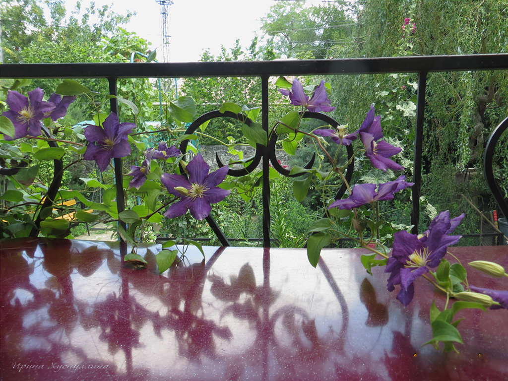 Клематис на балконе - Ирина 