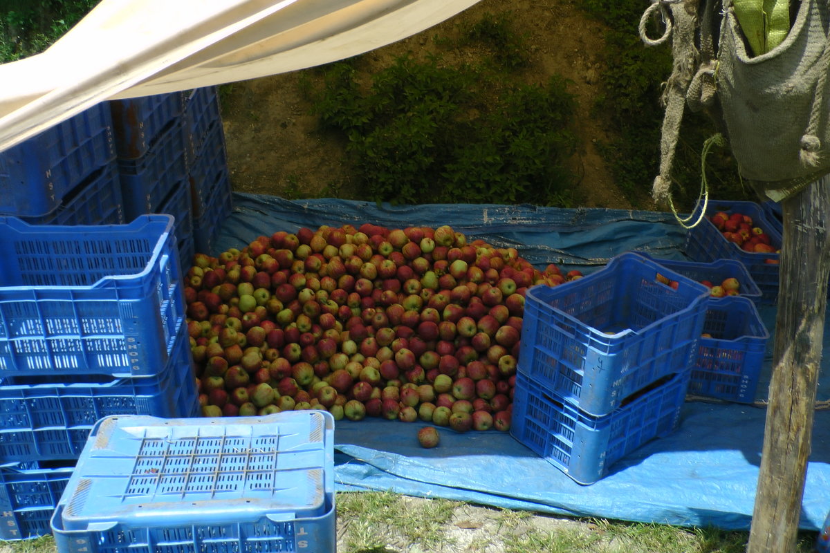 Яблочки в Наггаре - Evgeni Pa 