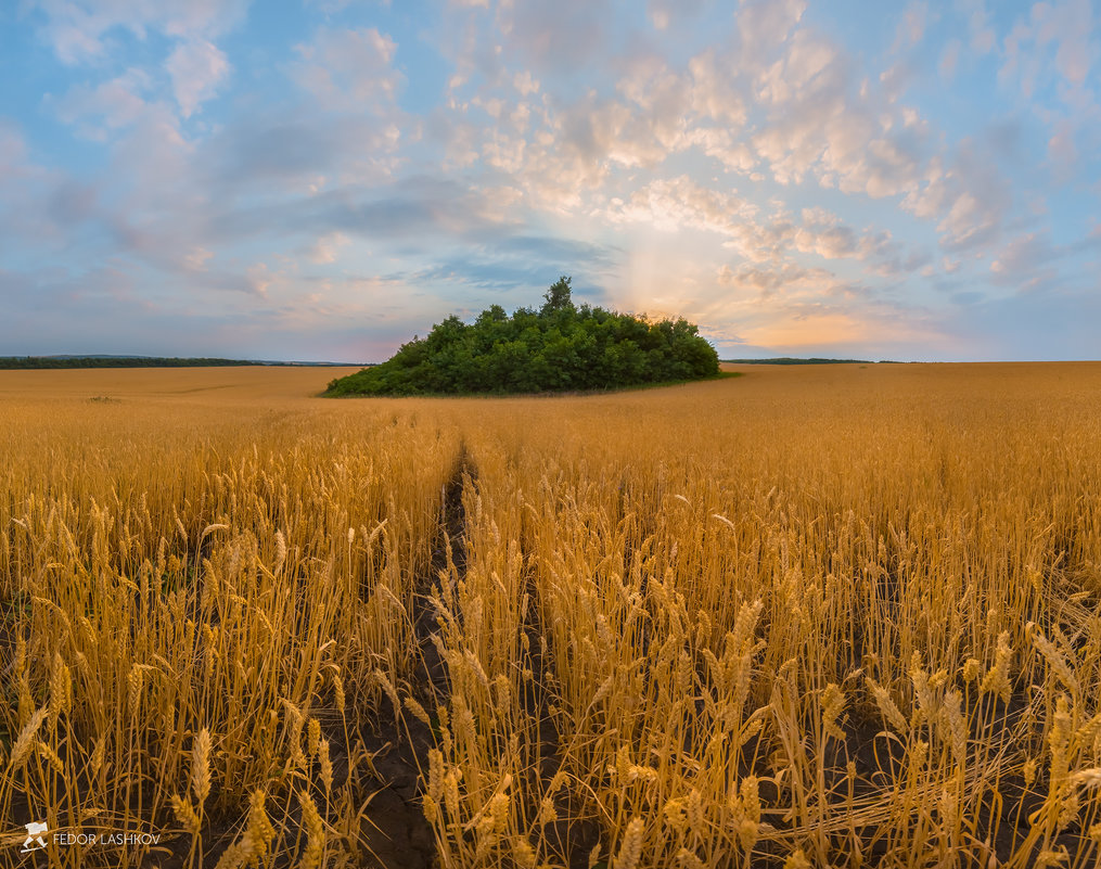Лесной остров на поле пшеницы - Фёдор. Лашков