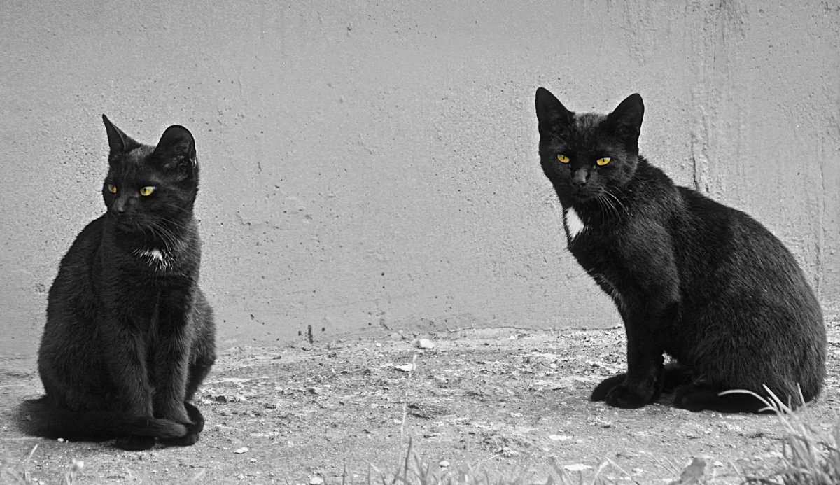 Жил да был чёрный кот... - Наталия П