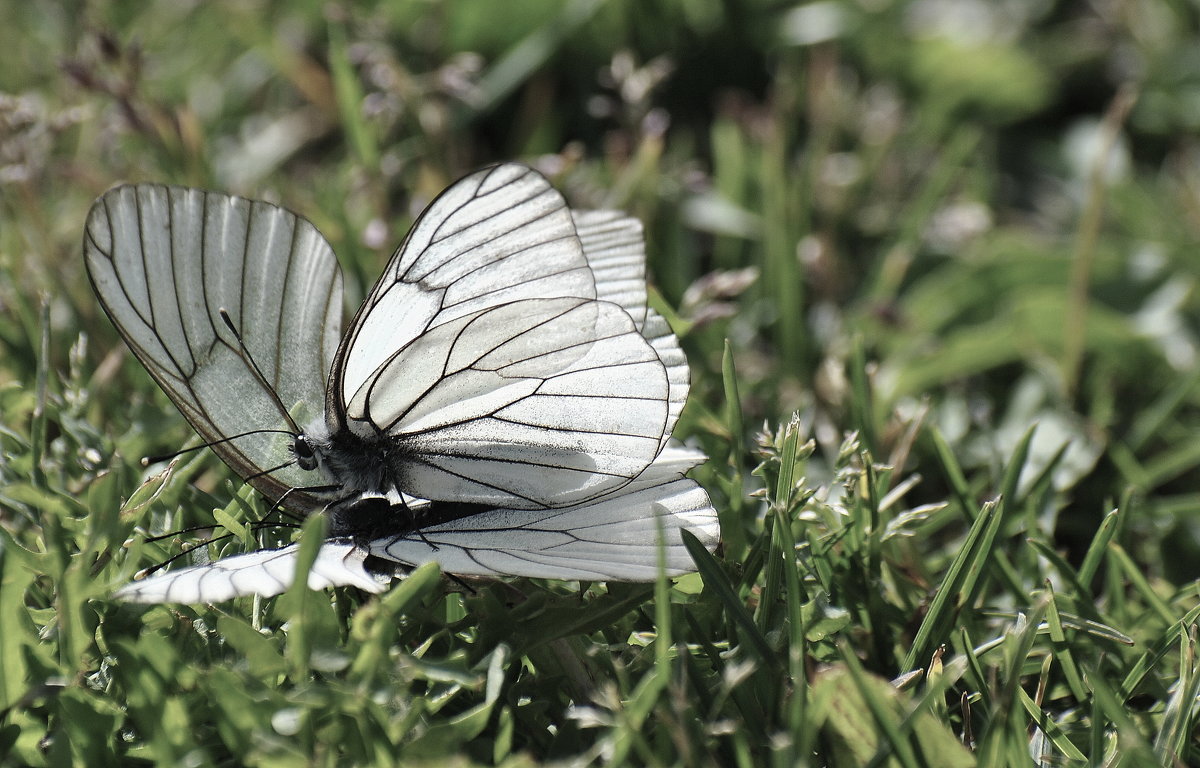 бабочка на бабочке - Антонина Мустонен
