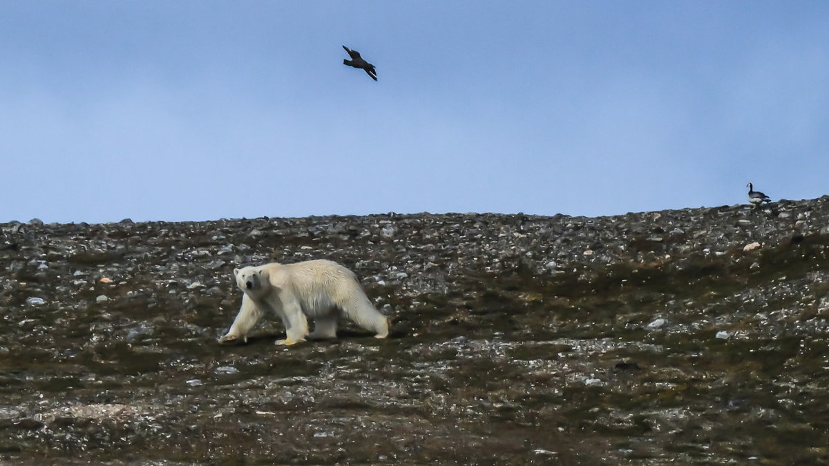 полярный медведь на не обитаемом острове - Георгий А
