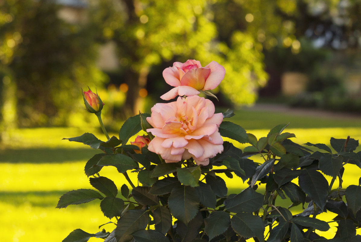 Розы в вечернем саду - Aнна Зарубина